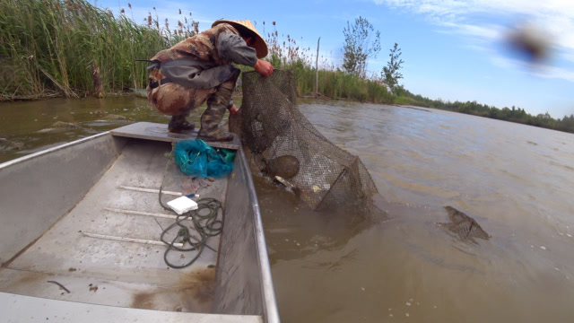 倒地笼一网抓到7只甲鱼,3号甲鱼一直缩头不敢动,被吓得不轻啊