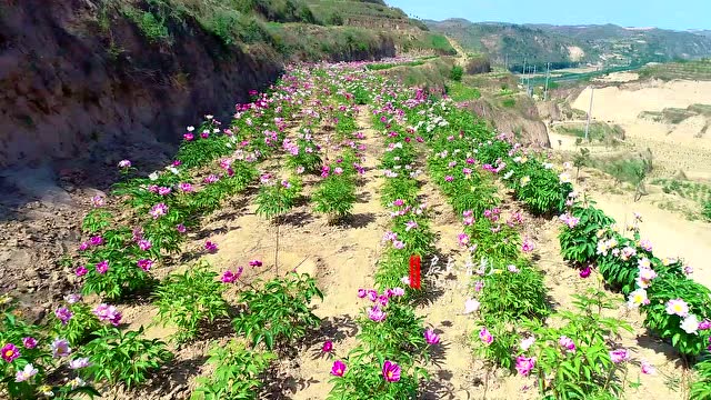 绥德县石家湾镇千亩牡丹绽放