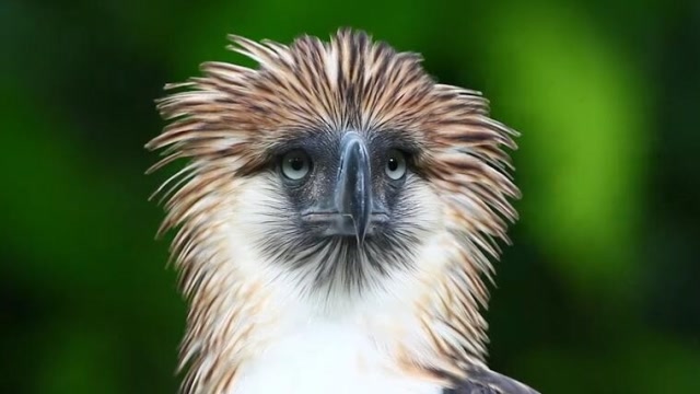 鸟中硬汉,生气时还会炸毛,全世界仅存不到500对