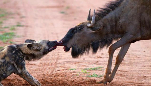 非洲这群鬣狗捕猎1000公斤野牛,头回见过这种场面