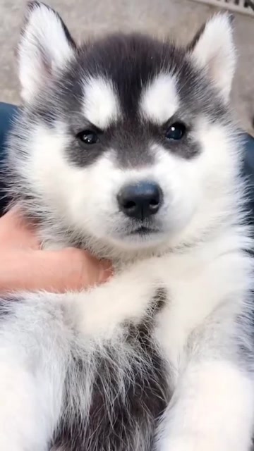 哈士奇#发现一只一脸懵逼的小奶狗.