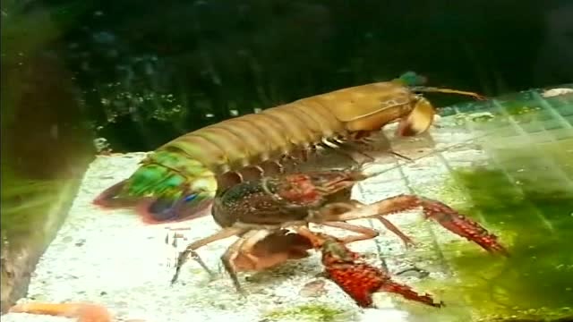 小龙虾与螳螂虾大战,你们觉得谁会赢呢?快押注!