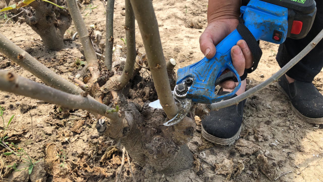 这样修剪桑树枝条,来年桑叶产量就会大增,又长知识了!