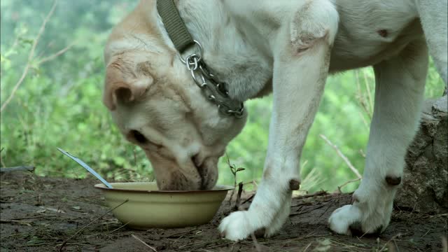 神犬奇兵狗狗舍命相救,老谢不但不领情,还把小米踢得口吐鲜血