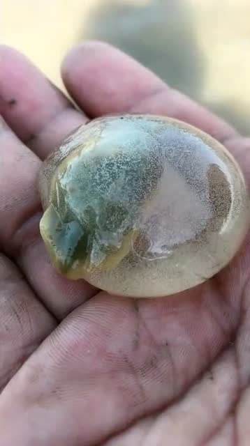 赶海奇遇泥螺出卵全过程