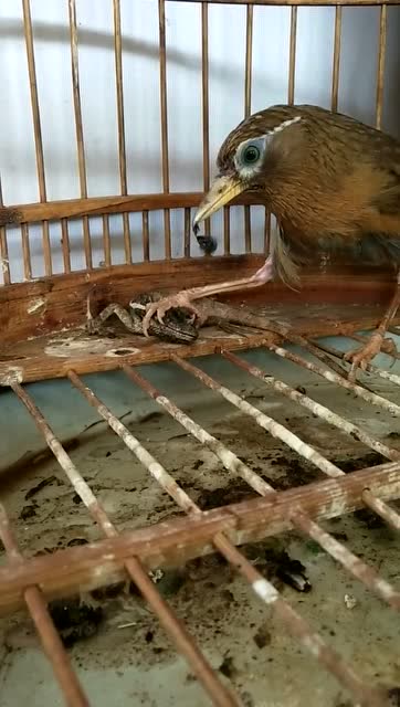 东东画眉鸟套之训练画眉鸟打斗这画眉鸟吃的什么东西