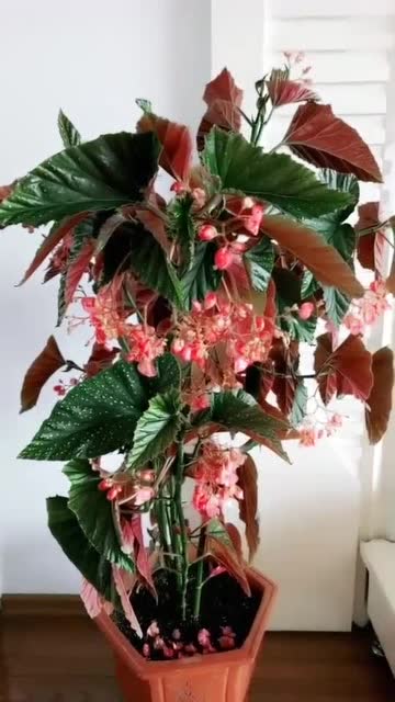 竹节海棠有毒吗?涨知识了