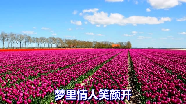 一首经典情歌《梦里情人》