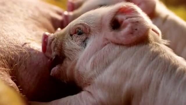 几只小猪争着吃奶,第一位的小兄弟你怎么吃着还占一个呢