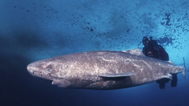 一般鲨鱼最多活百岁格陵兰睡鲨却能活500年不死吃了仙丹吗