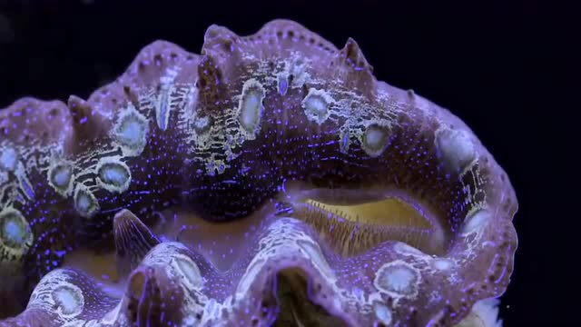 世界上一种漂亮贝壳,却被称为"食人贝",长大后重达300千克!