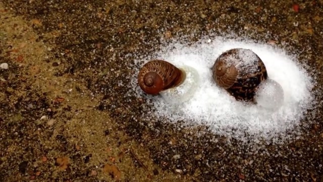 蜗牛遇盐会融化吗?不用事实不敢说话,老外告诉你真相