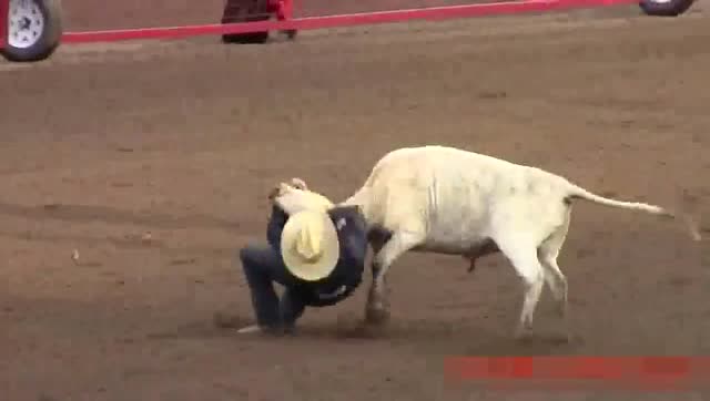 美国这个运动好玩 硬生生把牛摔翻在地!