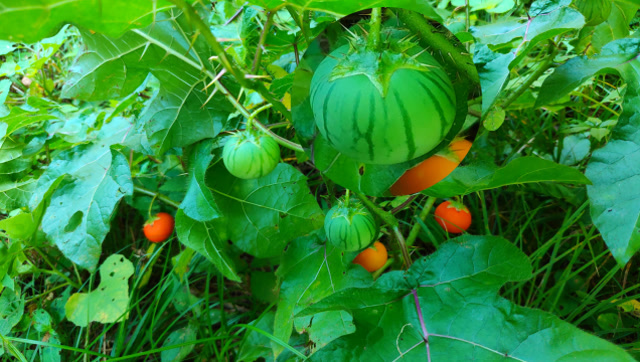 农村一种不能吃的"牛茄子",长得似西瓜,有认识的吗?