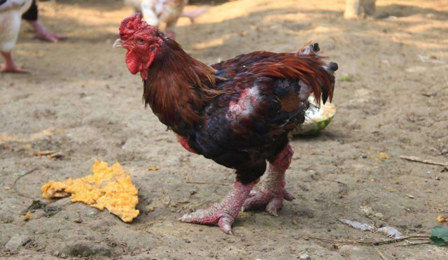 大腿如此粗状的鸡是怎么长得?来看看越南东涛鸡