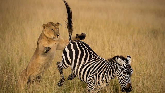 可怜的狮子!被猎物给追着跑,让人忍俊不禁!