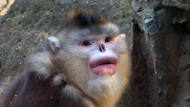 曾一度被认为已灭绝,是我国特有的猴子,嘴唇像涂了口红的少女