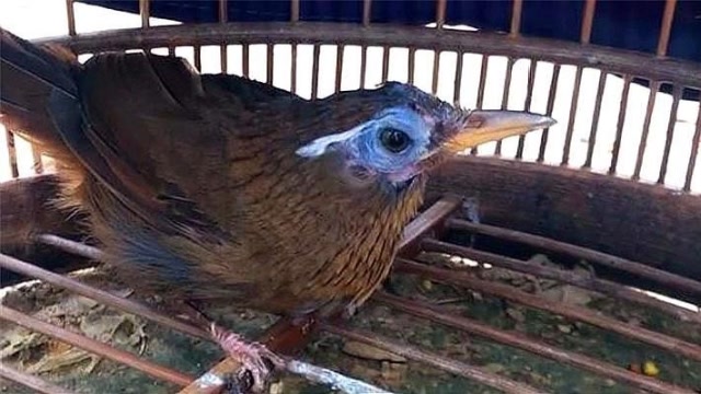 画眉鸟鉴赏:满脸凶相的画眉鸟,才是真正的好打苗!