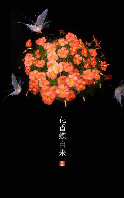 花香蝶自来!