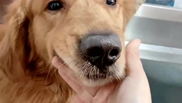 豁牙的狗子,你们见过吗?太搞笑了