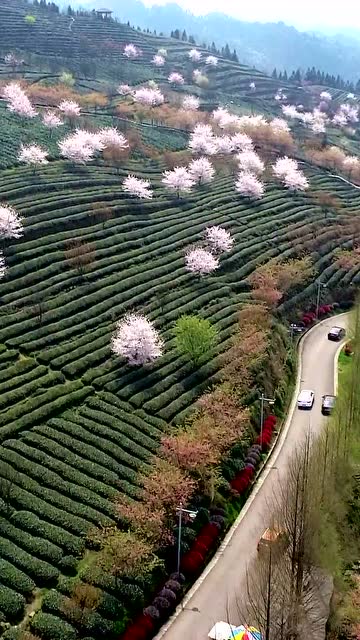 湄潭樱花节图片