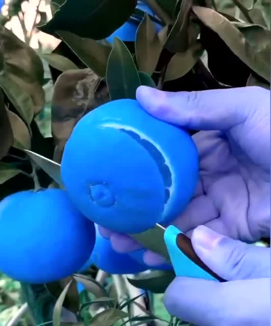 奶奶种的奇特品种,切开后果肉也是蓝色,橙子中的战斗机