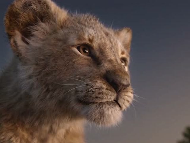 狮子王真人版2父子情深让人感动02动物间的情感同样触动人心