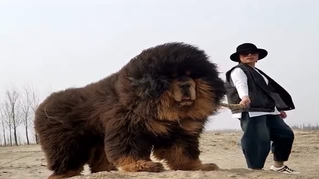 这纯种藏獒体型巨大,如雄狮一般,野狼都不是它的对手!