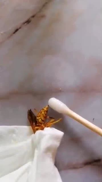 马蜂好大的力量,看看这个针有多长!