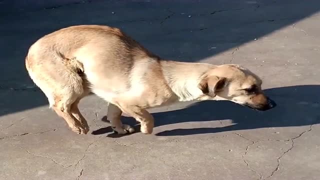 其实不然,后腿放下的瞬间才弄明白怎么回事!