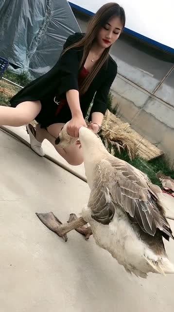 30斤的大鹅抓不住啊