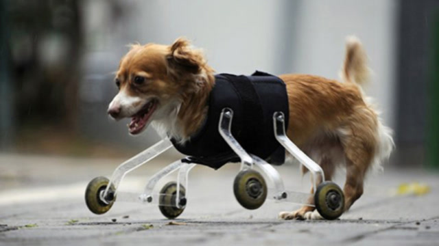 狗狗双腿残疾,主人给它装上四个机械腿,不料跑的比原来还快!