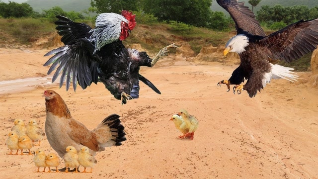 老鹰吃小鸡作品图片