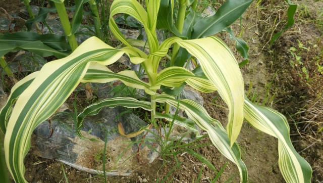 玉米呈现这样症状不要认为缺铁,只要诊出病因,处理这种情况很简单