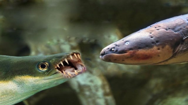 老外把食人鱼群饿了10天,扔进去一条电鳗,这场面电影都拍不出!