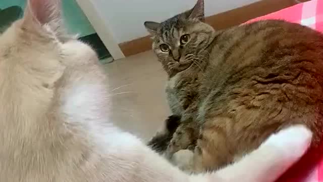 猫咪的小爪子一直在挨打的边缘疯狂试探,等它还击的话你就惨了!