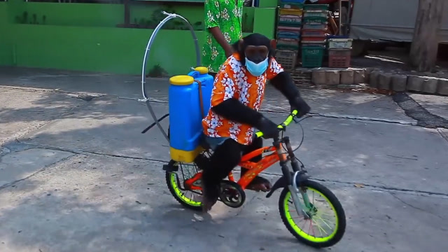 泰国动物园让黑猩猩戴口罩骑车消毒,引发网友争议,负责人称"带其溜腿"