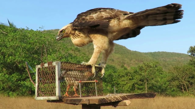 小孩"徒手"抓老鹰,镜头拍下全过程,果然脑子是个好东西!