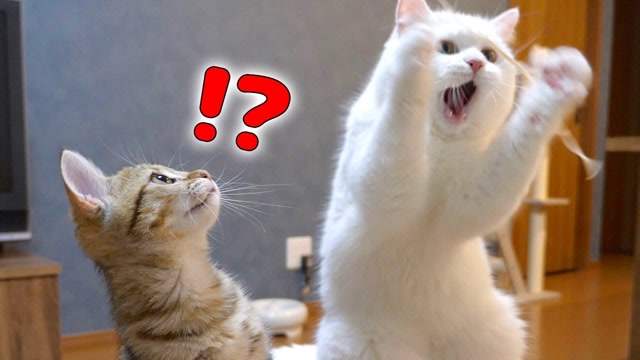 可爱小动物:小猫咪在一起玩毛线,哈哈