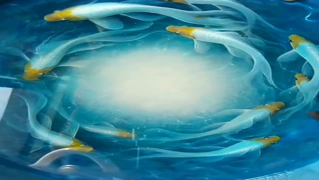 树脂画星空鱼这是高手做画真是震撼好看啊