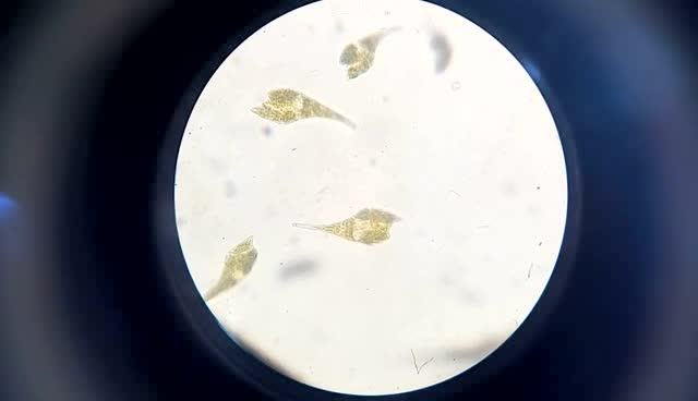 浮游植物飞燕角藻