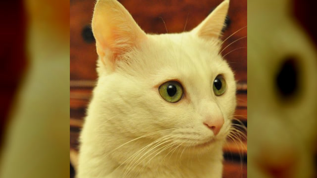 呆萌可爱的白色喵星人,眼睛亮晶晶,乖巧温驯