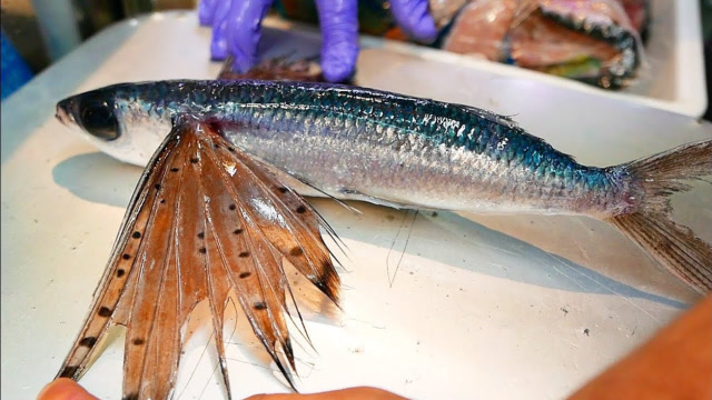 吃过长"翅膀"的鱼吗?日本"飞鱼"刺身,看着很美味!