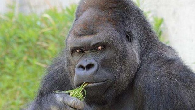 日本这只大猩猩,每天引来大批女性为它尖叫,还有专门的粉丝群!