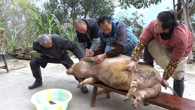 农村宰杀大肥猪,杀猪匠亮出小工具,猪儿乖乖就上了板凳