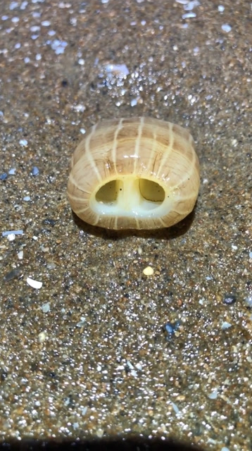 这个海猪鼻子真可爱