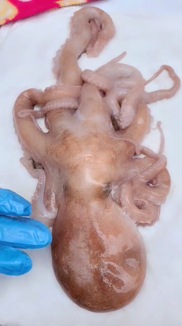 看看八爪鱼生宝宝了