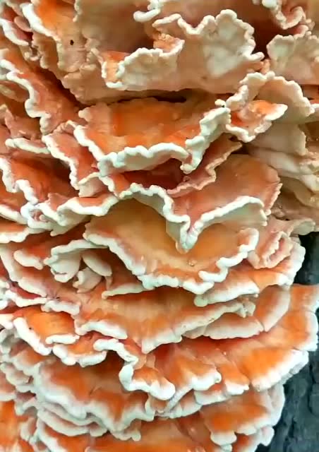 白天择茶发现的的,可以吃吗有的人说是鸡冠菌儿