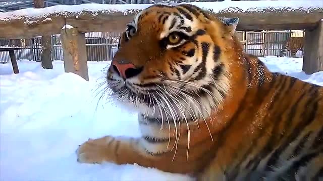 这2只打闹的东北虎简直胖出天际了