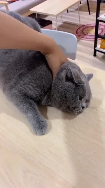 猫咪:被命运扼住喉咙又不敢多言,别等我逃脱!